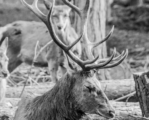 Stag Photograph at Wildwood, Sturry