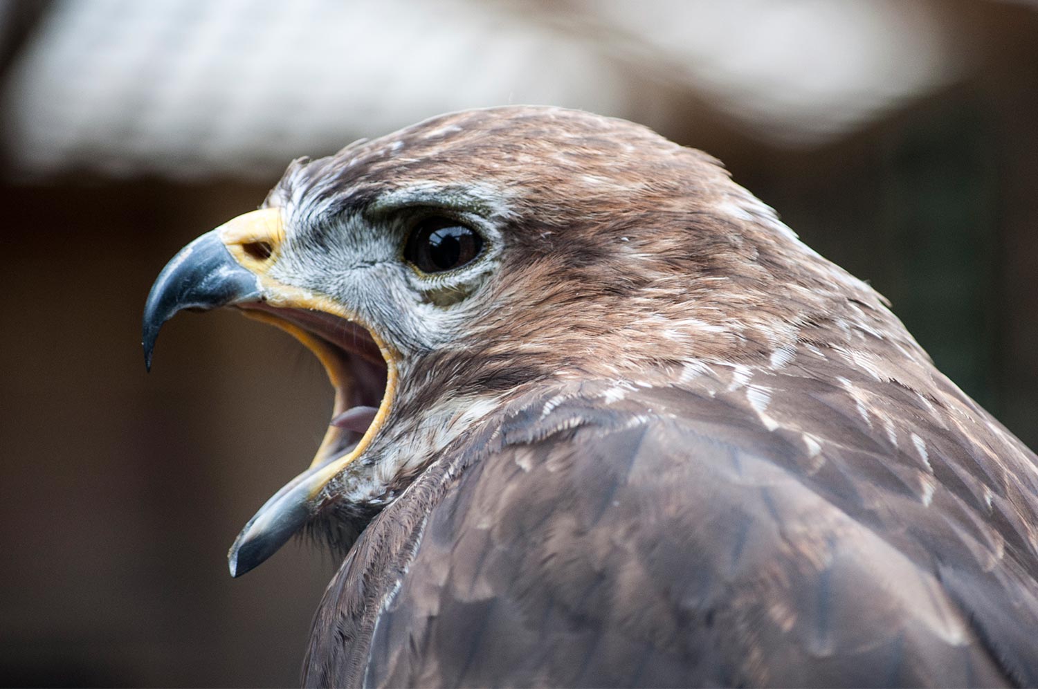 Hawk Photography at Wingham Wildlife Park