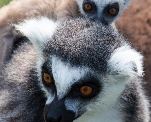 Lemur Photograph at Wingham Wildlife Park